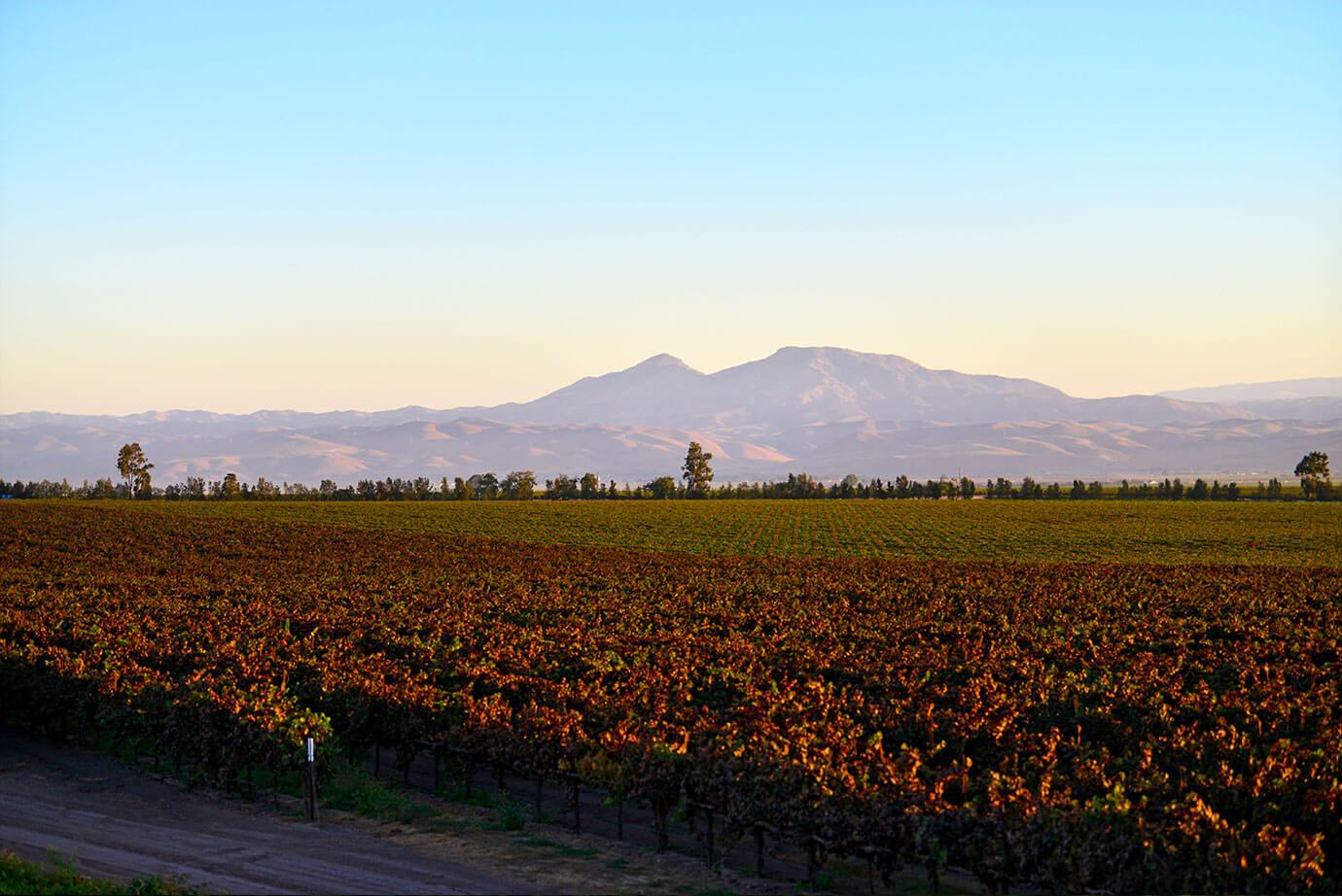 Photo of Mesa del Rio Vineyard